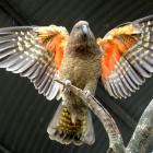 The Department of Conservation says kea, more so than other native birds, are likely to gobble up...