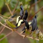 The distinctive black pea flowers of Kennedia nigricans. Photo by Linda Robertson.