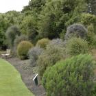 The divaricate plant collection. Photos by Linda Robertson.