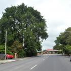 The elm tree in Church St, Mosgiel.