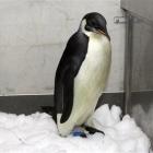 The emperor penguin dubbed Happy Feet rests after treatment at Wellington Zoo earlier this year. ...