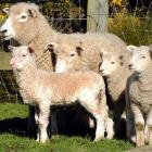 The 'extremely rare' offspring of a goat and a sheep stands with its mother and some mates in a...