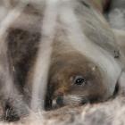 The first New Zealand sea lion pup to be discovered on the Otago Coast this breeding season,...