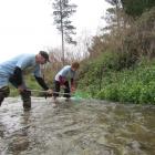 The first salmon get home, caught by (from left) Barry and Rosemary Zwies in Waikakahi Stream...