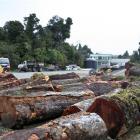 The Green Party has obtained these pictures of felled native trees, which it says should not have...