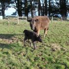 The heifer calf born last week is believed to be Bobo the bison's first offspring.