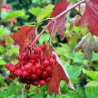 The leaves and berries of Viburnum opulus 'Notcutt's Variety' create a magical effect. Photo by...