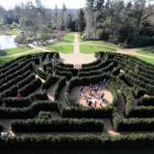 The maze at Cliveden has been rebuilt to its 1894 plan on its original site near the water garden...
