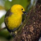 The Mohua population in the Catlins is  expected to increase following last year's 1080 aerial...
