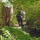 The native bush section of  the Redwood loop in the new Wakari bike park.