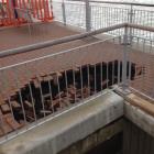 The new hole that has appeared in the Esplanade at St Clair. Photo Stephen jaquiery