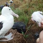 The new royal  albatross chick (right) with its dad. In the background is the webcam.