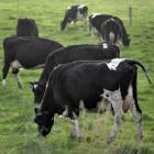 The number of dairy cows in Otago has increased in the 2014-15 season. PHOTO: CHRISTINE O'CONNOR