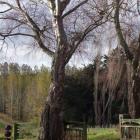 The original gates remain but George Scott plans to replace them. Photo by Gillian Vine.