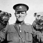 The Otago Infantry Battalion's expeditionary pet bulldogs with Captain  Statham of the 10th...