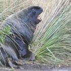 The sea lion which has taken up residence near the Otago University Rowing Club, in Magnet St,...