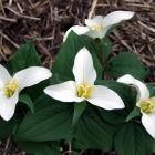 The snow trillium (T. nivale) is one of the smallest species. Photo by Gillian Vine.