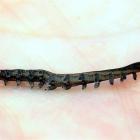 The species of peripatus worm is thought to be 500 million years old. Photo by Peter McIntosh.