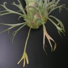 The staghorn fern has had a name change from <i>Platecyrium grande</i> to <i>P. superbum</i>....