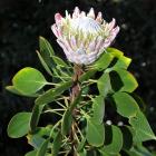 The stately king protea reaches 30cm across in shades of pink and red. Photo Gerard O'Brien.