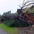 The tree that fell on to State Highway 6 at Frankton yesterday morning. Photo by Olivia Caldwell.