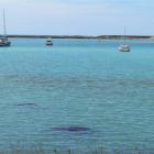 The  unidentified  streak (foreground) on Oamaru Harbour. Photo by Andrew Ashton.