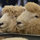 The variation in returns for sheepmeat producers and exporters over the past few years has been...
