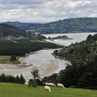 The view of Purakaunui inlet when driving from Dunedin.