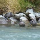 The whio make a cautious entrance to their new home in the Rock Burn valley, Mount Aspiring...