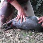 The yellow-eyed penguin which received serious injuries and later died after it was attacked by...