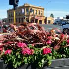 These planters in Gordon Rd cost $7000 a year to plant out and maintain. Photo by Stephen Jaquiery.