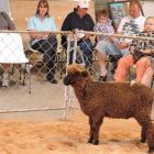 This ewe lamb was one of many passed in at the Black and Coloured Sheep Breeders Association of...