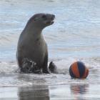 This sea lion which played with a beach ball on New Year's Day is believed to have chased...