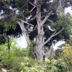 This tree in the Dunedin Botanic Garden was severely damaged by wind on Monday night. Photo by...