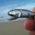 This unusual-looking sea creature was found at Allans Beach, Dunedin. Photo by Tessa Mills.