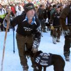 Thomas Lowe, of Twizel, at the Winter Festival Dog Derby at Coronet Peak yesterday. Photo by...