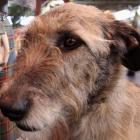 Three Irish wolfhounds have been put down following the attack. Photo Getty