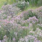 Thyme is blooming on the hills surrounding Alexandra, just in time for the annual Thyme Festival....