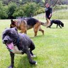 Time to run ... Dog Rescue Dunedin dog handler Keryn Aitken exercises a group of dogs at...