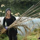 Phillipa Crofskey collects toetoe stalks at Sullivan's dam, on the Leith Saddle, near Dunedin,...