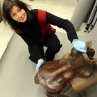 Toitu Otago Settlers Museum visitor experience manager Kirsty Glengarry holds a saddle believed...