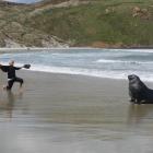 Toni Espanol, of the Camut Band, pretends to bullfight a bull seal at Seal Point on Sunday. ...