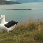 Toroa checks  his homeland at Otago Peninsula's Taiaroa Head albatross colony. Photo by DOC.