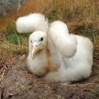 Toroa, the 500th albatross to be born at the Taiaroa Head albatross colony, pictured last year....
