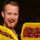 Tour bus driver Joel ''Rusty'' Hewitt indulges in his first of the season's cherries at the Jones...
