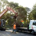 Trees are removed from Lovelock Ave for a trip to their new home outside the Chinese garden....