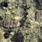 Two chitons, armadillo-shaped shellfish, are pictured at centre and right, on rocks, with two...