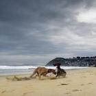 Two dogs play at Middle beach yesterday. Photo by Gerard O'Brien.