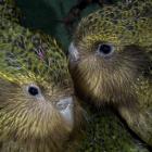Two five-month-old kakapo chicks are the result of artificial insemination. Photo by Darren Scott.