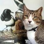 Two-year-old Tigger Graham, of Abbotsford, with the bell collar which warns birds of his presence...